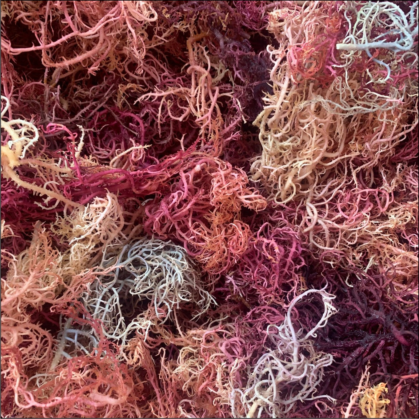 Farbenfrohes Wildcrafted Sea Moss (Euchema Denticulatum) aus Tansania in den natürlichen Farbtönen von Rainbow Sea Moss – hochwertig und vielseitig für Ernährung und Pflege