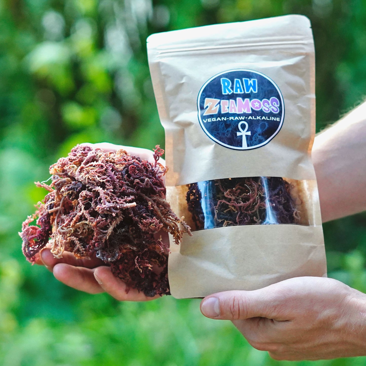 ZeaMoss Raw 50 g Packung in den Händen gehalten, präsentiert draußen in der Natur, Sea Moss Alge als Rohware und Produkt.


