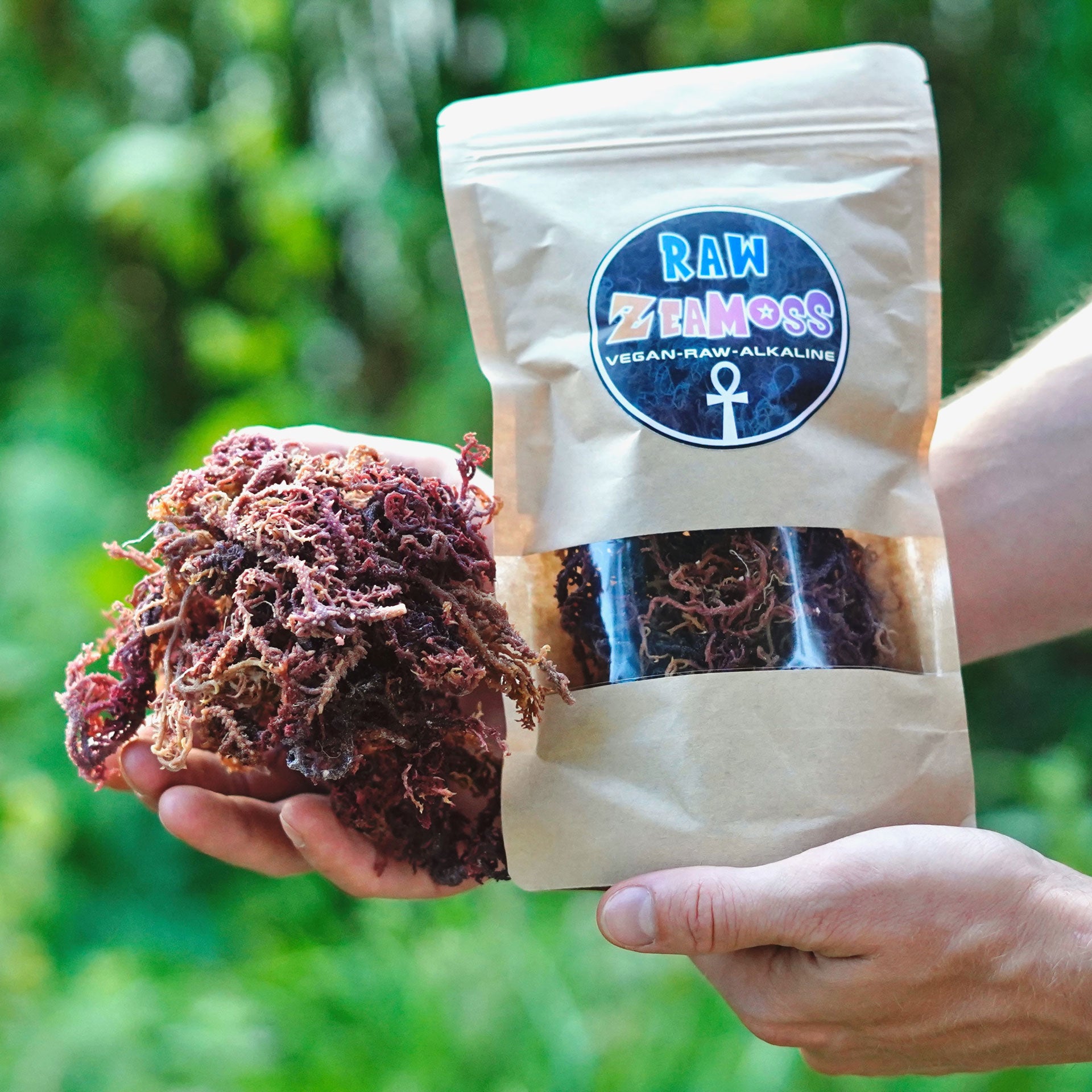 ZeaMoss Raw 50 g Packung in den Händen gehalten, präsentiert draußen in der Natur, Sea Moss Alge als Rohware und Produkt.

